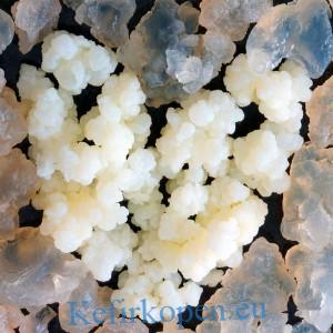 Waterkefirkorrels voor het maken van waterkefir