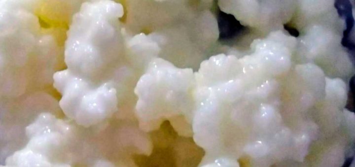 melkkefirbloempjes kopen