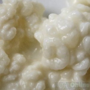 Kefirkorrels kopen (10g) voor melkkefir