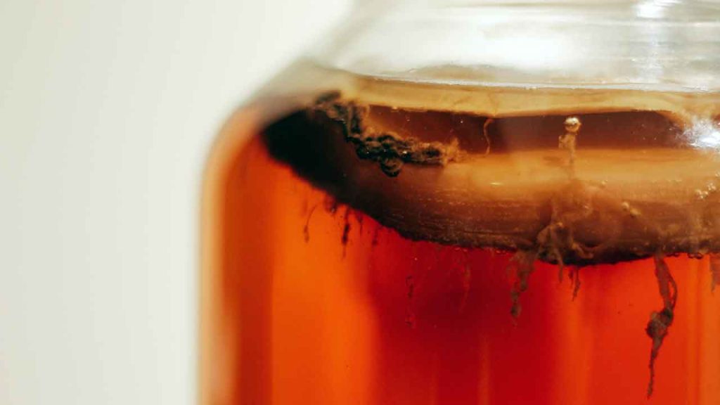 Kombucha zwam kopen België en Nederland