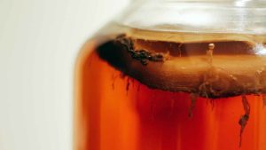 Kombucha zwam kopen België en Nederland