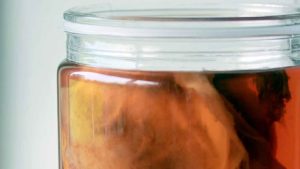 Met de Kombuchazwam of scoby kunt u zelf onbeperkt Kombuchadrank maken